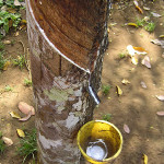 Natural Rubber Latex